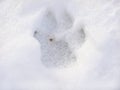 Dog footprint in the snow Royalty Free Stock Photo