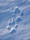 Dog footprint in the snow. Texture of winter snow surface. Natur Royalty Free Stock Photo