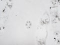 Dog footprint in the snow in winter Royalty Free Stock Photo