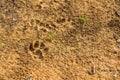 Dog footprint on soil background.Closeup of canine footprint on ground in the morning.Dog paw on earth.Animal paw on soil Royalty Free Stock Photo