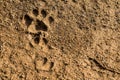 Dog footprint on soil background.Closeup of canine footprint on ground in the morning.Dog paw on earth.Animal paw on soil Royalty Free Stock Photo