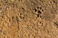 Dog footprint on soil background.Closeup of canine footprint on ground in the morning.Dog paw on earth.Animal paw on soil Royalty Free Stock Photo