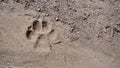 Dog footprint on the soil land Footprint dog on the earth animal track, Tracks Dog foot prints on mud.Local dogs foot prints on e