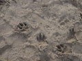 Dog footprint on the soil land Footprint dog on the earth animal track, Tracks Dog foot prints on mud. Local dogs foot Royalty Free Stock Photo