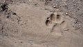 Dog footprint on the soil land Footprint dog on the earth animal track, Tracks  Dog foot prints on mud.Local dogs foot prints on e Royalty Free Stock Photo