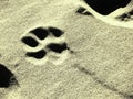 Dog footprint