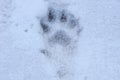 dog footprint on white snow on a winter street Royalty Free Stock Photo