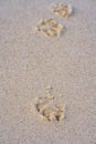 Dog footprints in the beach