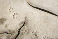 Dog footprints in cracked dry earth Royalty Free Stock Photo