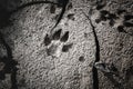 Dog footprints at the cracked ground. Royalty Free Stock Photo