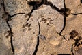 Dog footprints at the cracked ground. Royalty Free Stock Photo