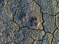 Dog footprints on dry ground Royalty Free Stock Photo
