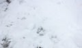 Dog footprints on fresh white winter snow. Dog paws trail. Cold weather