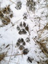Dog footprints on frozen ground as background Royalty Free Stock Photo