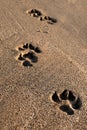 Dog footprints on the golden brown sand on the sea beach. Royalty Free Stock Photo