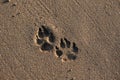 Dog footprints on the golden brown sand on the sea beach. Royalty Free Stock Photo