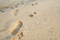 Dog footprints beside the human footprints Royalty Free Stock Photo