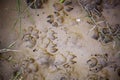 Dog footprints marked in dry mud
