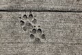 Dog footprints printed in sidewalk concrete