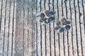 Dog footprints printed in sidewalk concrete cement animal Royalty Free Stock Photo