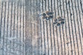 Dog footprints printed in sidewalk concrete cement animal Royalty Free Stock Photo