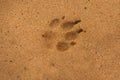 Dog footprints in the sand. Animal foot print on sand. Copy space. Royalty Free Stock Photo
