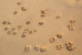 Dog footprints on sand beach Royalty Free Stock Photo