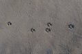 Dog footprints in sand Royalty Free Stock Photo