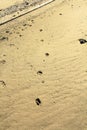 Dog footprints in the sand in Ha Pak Nai, Yuen Long, Hong Kong Royalty Free Stock Photo