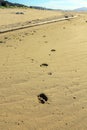 Dog footprints in the sand in Ha Pak Nai, Yuen Long, Hong Kong Royalty Free Stock Photo