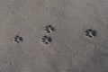 Dog footprints in sand Royalty Free Stock Photo