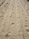 Dog Footprints in the Sand