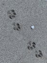 Dog footprints in the sea sand. Background texture: summer beach walks. Animal footprint on the sandy seashore Royalty Free Stock Photo