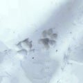Dog Footprints in Snow Royalty Free Stock Photo