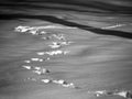 Dog footprints on the snow in black and white Royalty Free Stock Photo