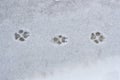 Dog footprints in the snow Royalty Free Stock Photo