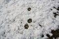 Dog footprints and snow Royalty Free Stock Photo