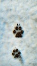 Dog footprints in the snow