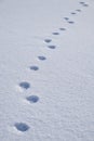 Dog footprints in the snow. Winter snow texture natural background Royalty Free Stock Photo