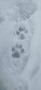 dog footprints on symmetrical human shoe prints, what a rare occurrence