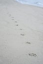 Dog footprints track along a sandy beach to the shore.dog footsteps in a sand.filtered image.selective focus. Royalty Free Stock Photo