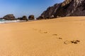 Dog footprints track along a sandy beach