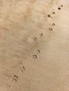 Dog footprints tracks trail on the sand of the beach in a sunny Royalty Free Stock Photo