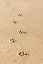 Dog footprints on the wet sand. Animal footsteps on the beach