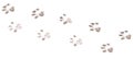 Dog footprints on a white background Royalty Free Stock Photo