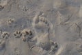 Footprints in the sand, Gulf Coast Royalty Free Stock Photo