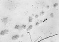 Dog footprints on white snow Royalty Free Stock Photo