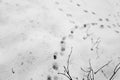 Dog footprints on white snow Royalty Free Stock Photo