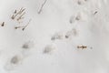 Dog footprints on white snow Royalty Free Stock Photo