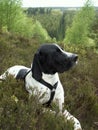 Dog in forest Royalty Free Stock Photo